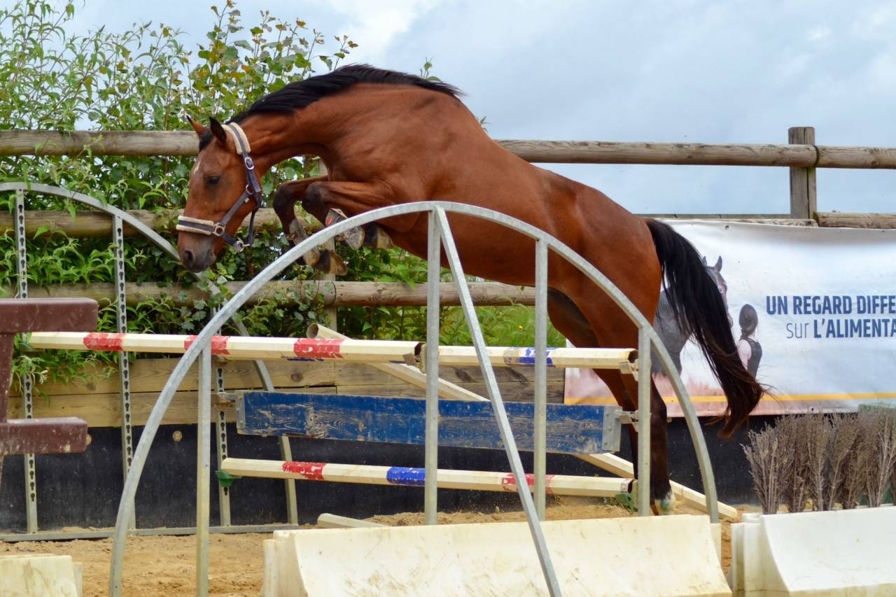 Yegua Silla Franc&eacute;s En venta 2021 Bayo