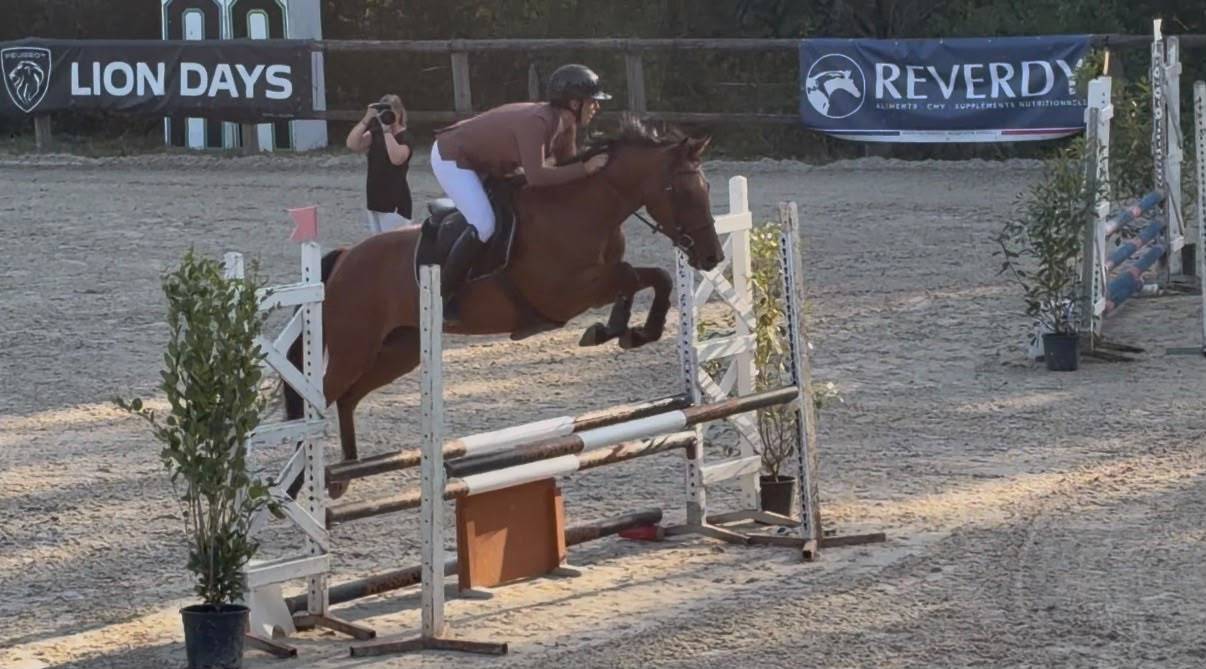 Yegua Silla Franc&eacute;s En venta 2021 Bayo por LUIGI D AMAURY