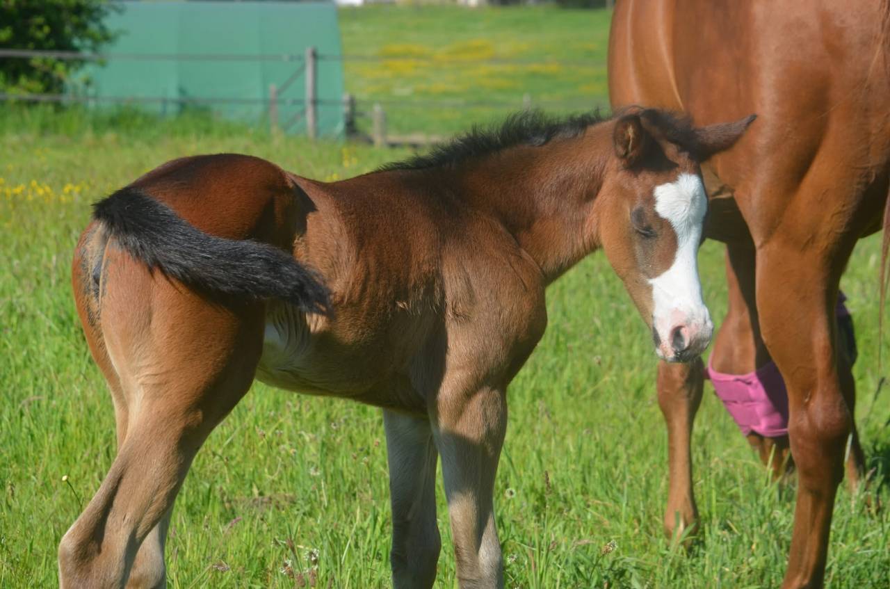 Potranca Paint Horse En venta 2026 Bayo por Classic cowboy spirit