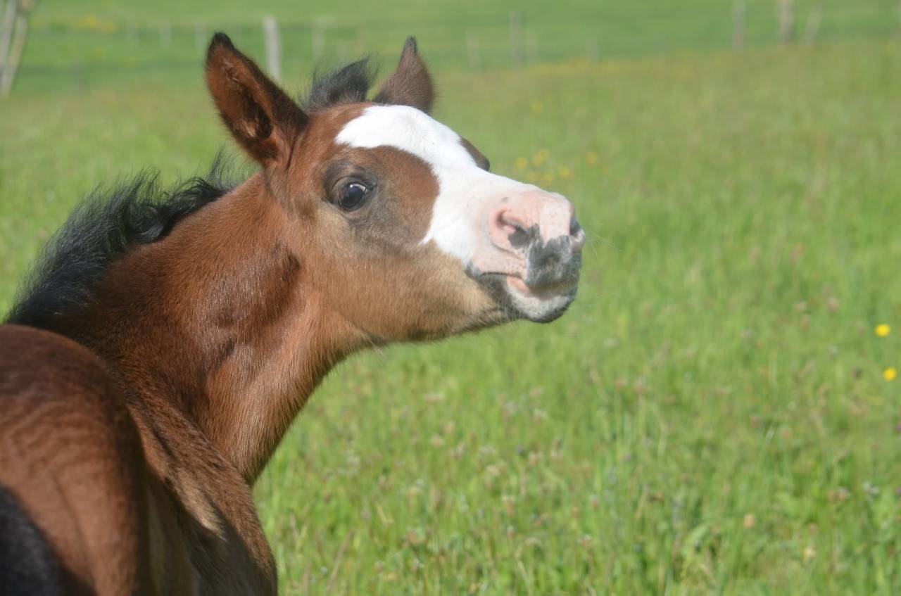 Potranca Paint Horse En venta 2026 Bayo por Classic cowboy spirit