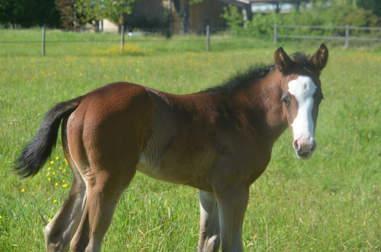 Potranca Paint Horse En venta 2026 Bayo por Classic cowboy spirit