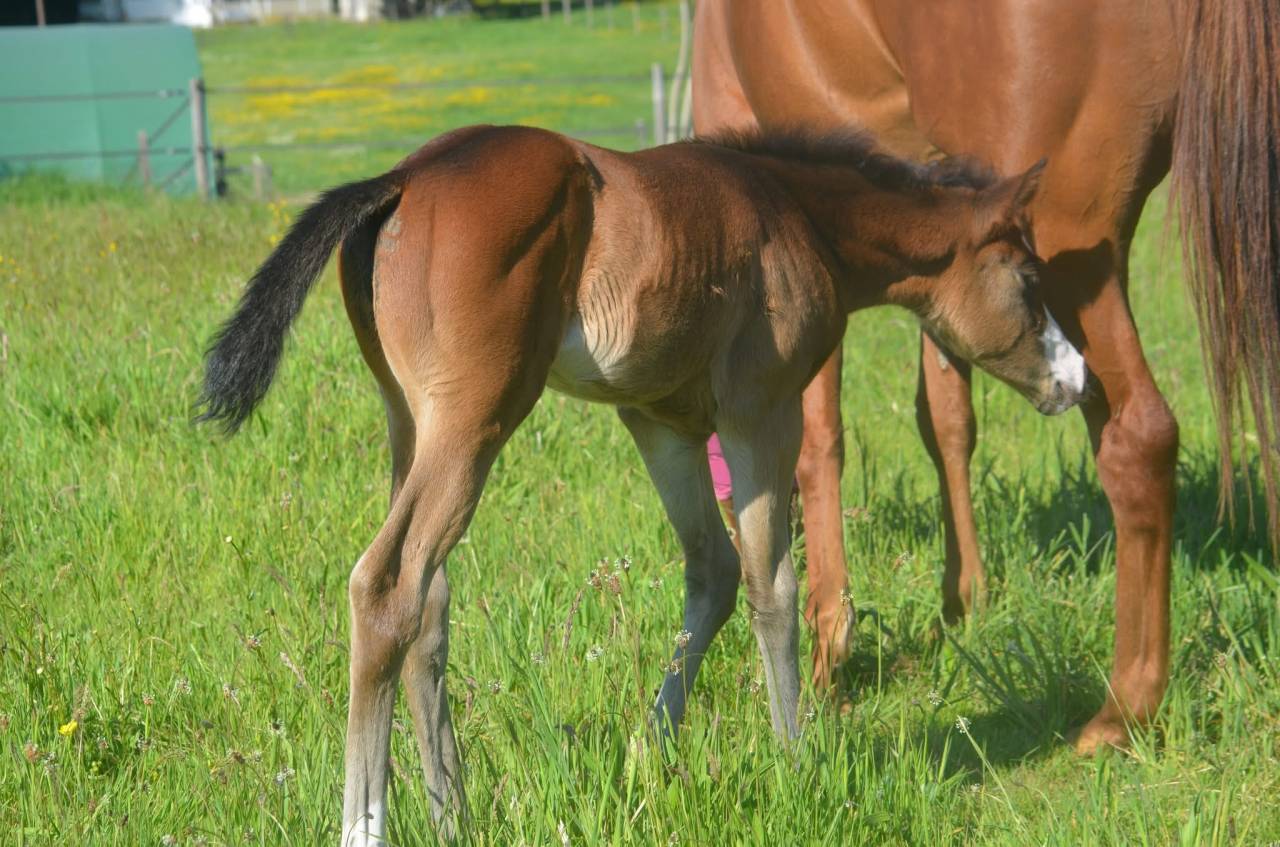 Potranca Paint Horse En venta 2026 Bayo por Classic cowboy spirit