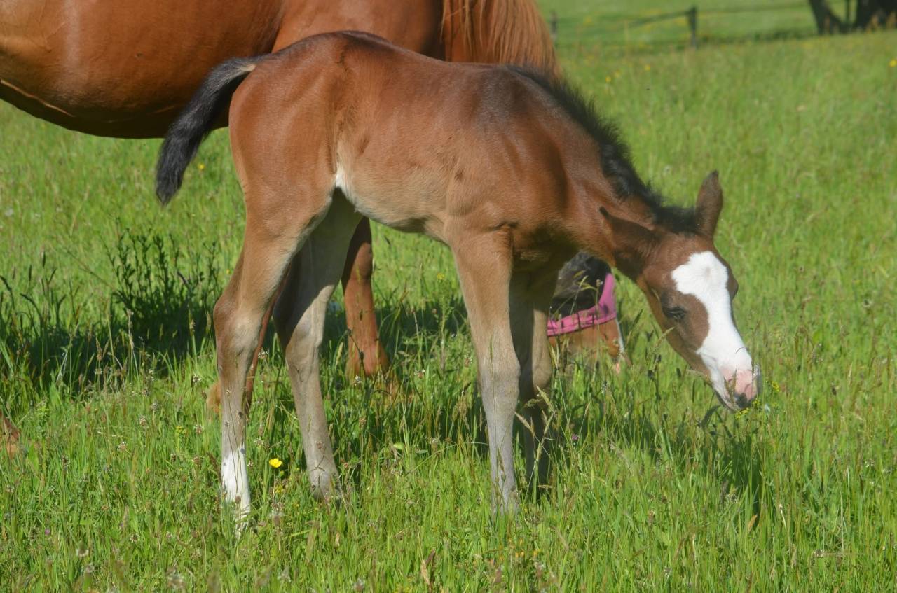 Potranca Paint Horse En venta 2026 Bayo por Classic cowboy spirit