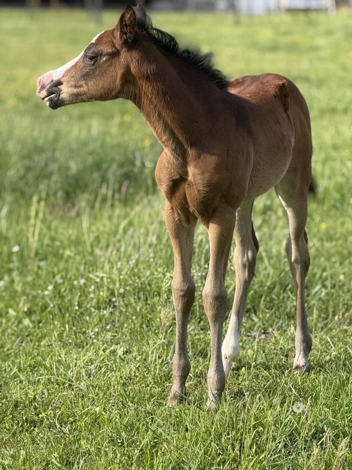 Potranca Paint Horse En venta 2026 Bayo por Classic cowboy spirit