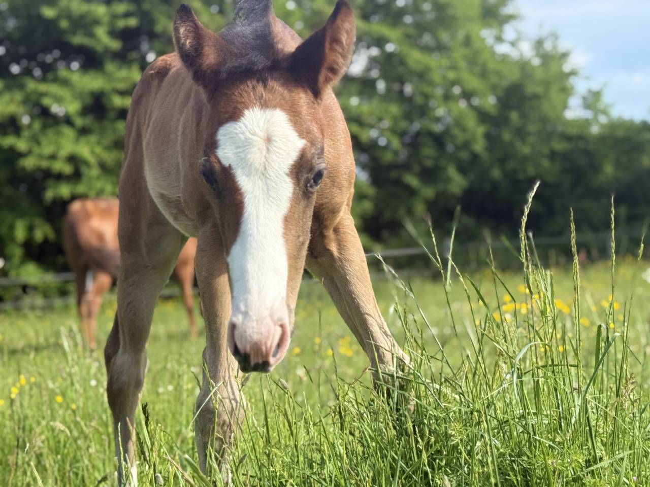 Potranca Paint Horse En venta 2026 Bayo por Classic cowboy spirit