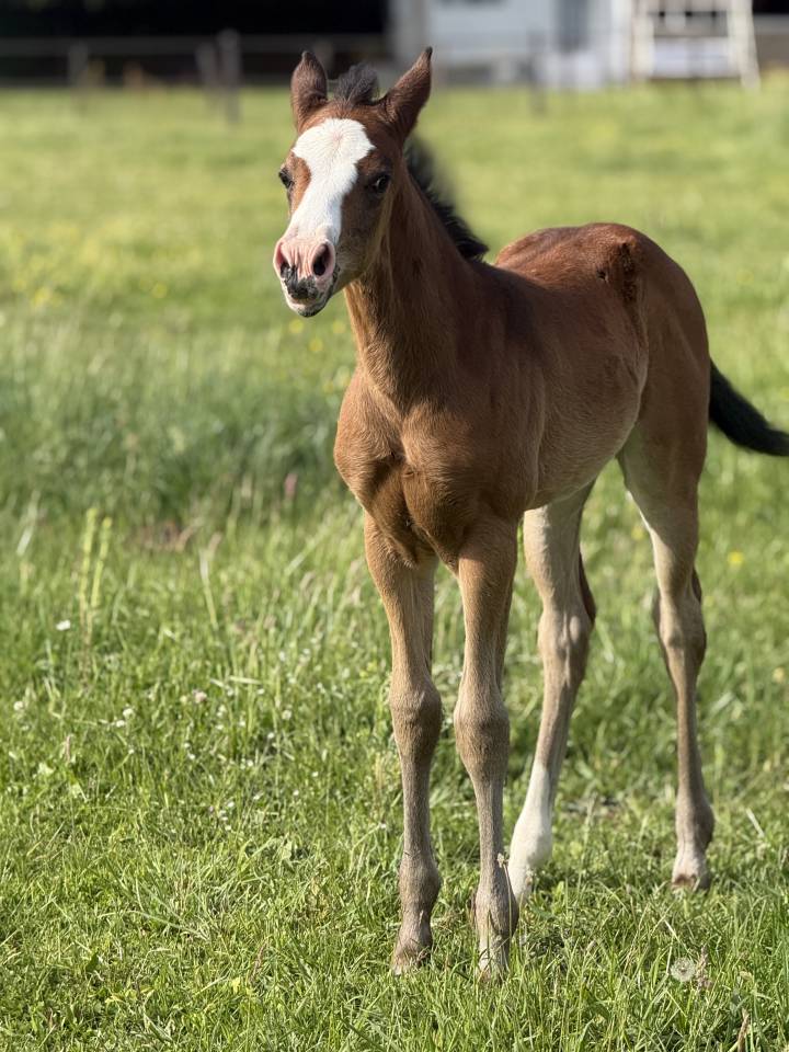 Potranca Paint Horse En venta 2026 Bayo por Classic cowboy spirit