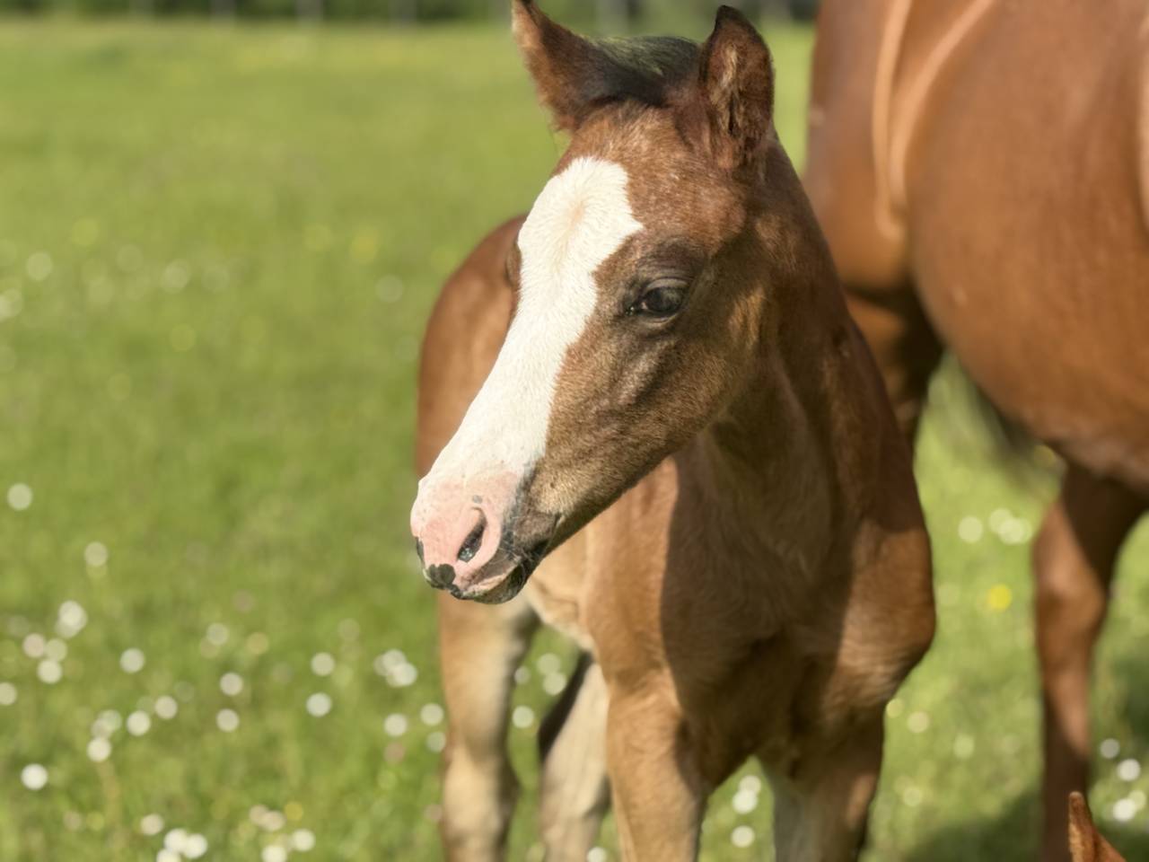 Potranca Paint Horse En venta 2026 Bayo por Classic cowboy spirit