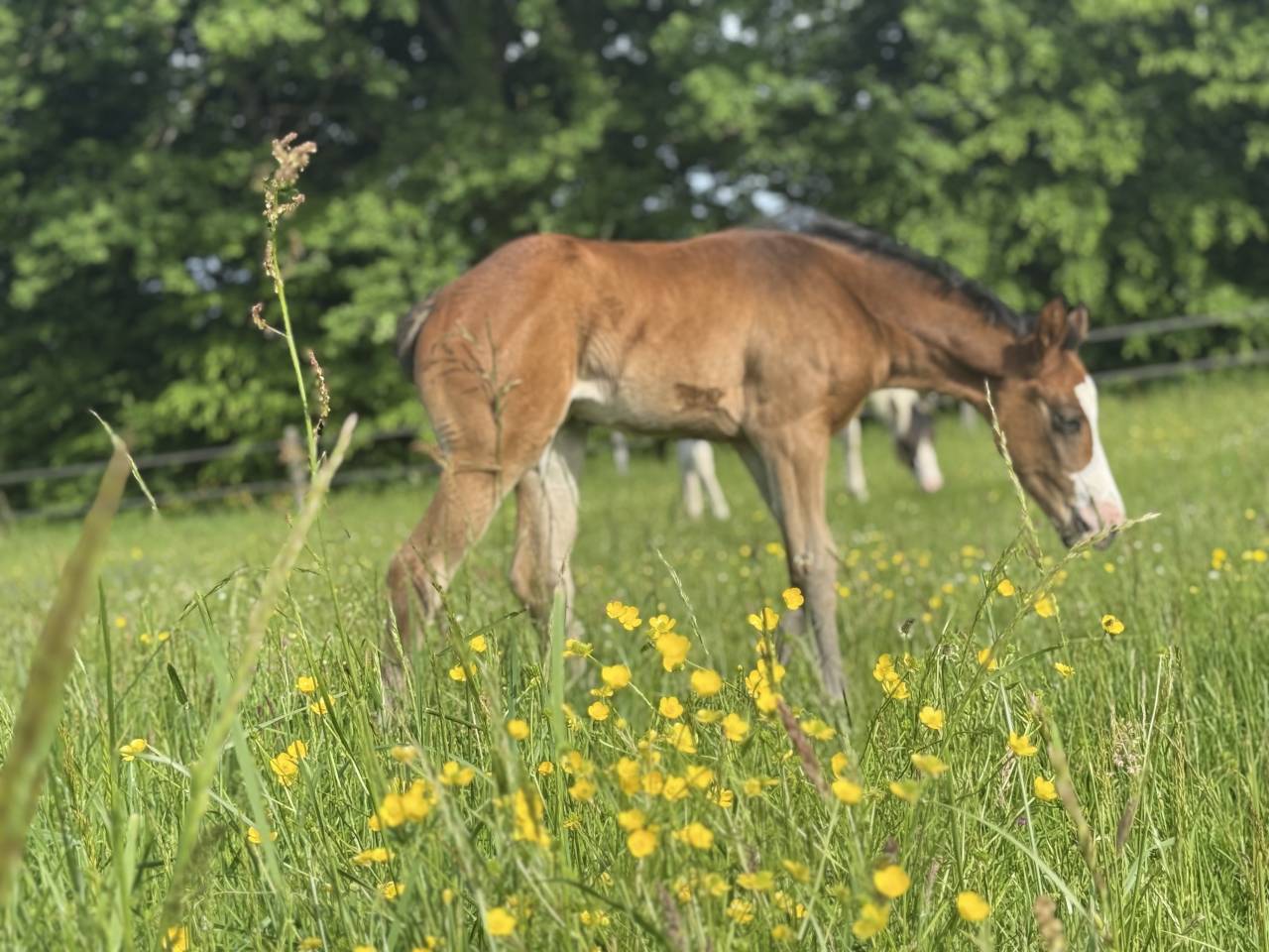 Potranca Paint Horse En venta 2026 Bayo por Classic cowboy spirit