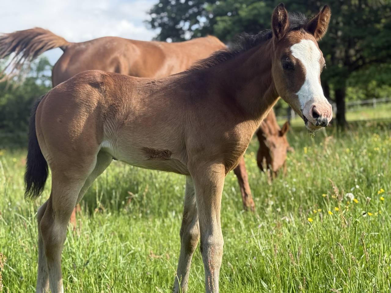 Potranca Paint Horse En venta 2026 Bayo por Classic cowboy spirit
