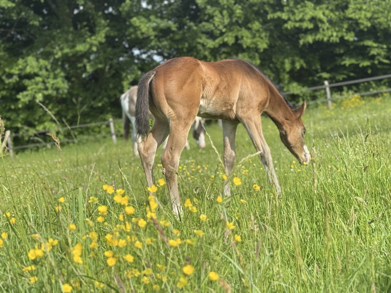 Potranca Paint Horse En venta 2026 Bayo por Classic cowboy spirit