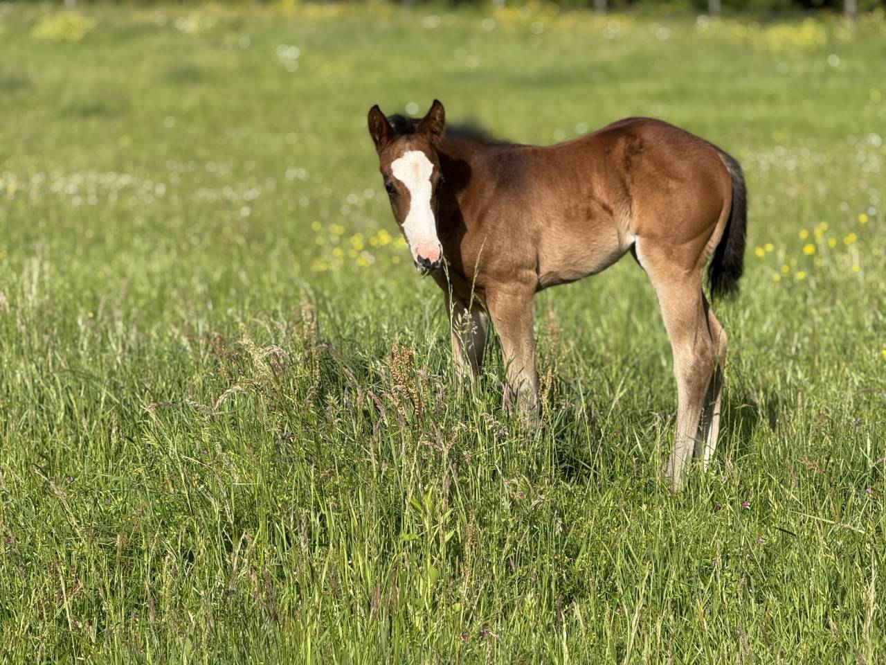 Potranca Paint Horse En venta 2026 Bayo por Classic cowboy spirit