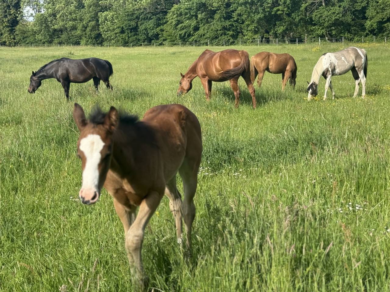 Potranca Paint Horse En venta 2026 Bayo por Classic cowboy spirit