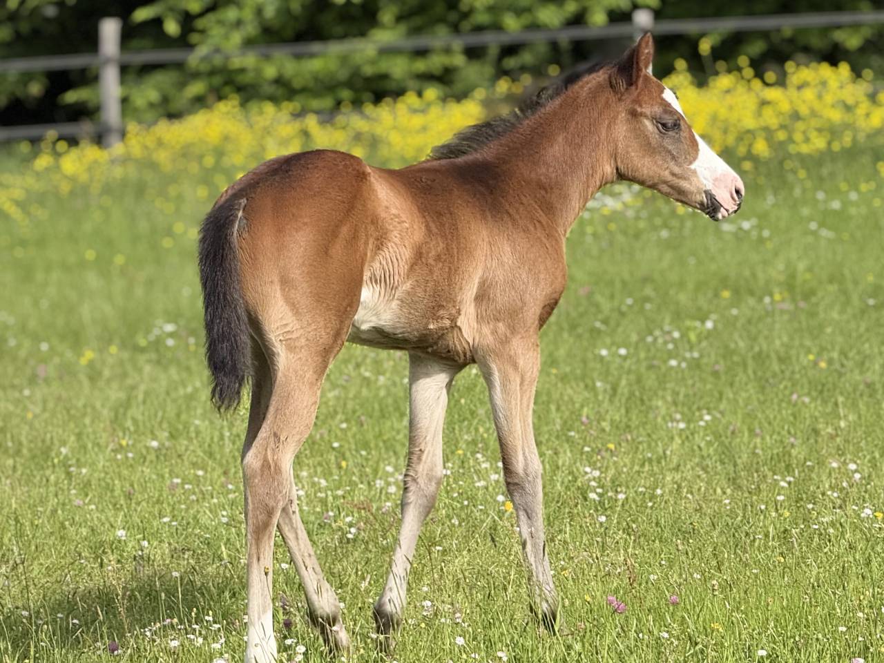 Potranca Paint Horse En venta 2026 Bayo por Classic cowboy spirit