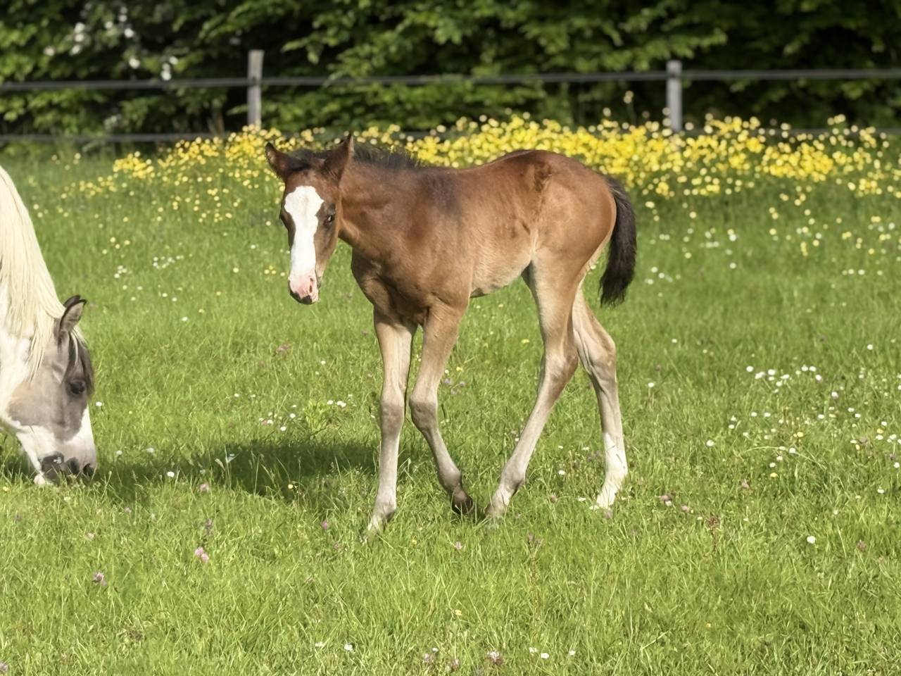 Potranca Paint Horse En venta 2026 Bayo por Classic cowboy spirit