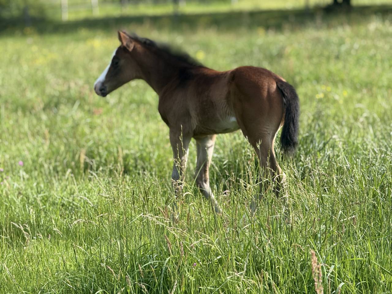 Potranca Paint Horse En venta 2026 Bayo por Classic cowboy spirit