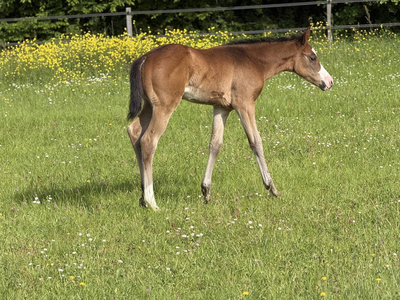Potranca Paint Horse En venta 2026 Bayo por Classic cowboy spirit