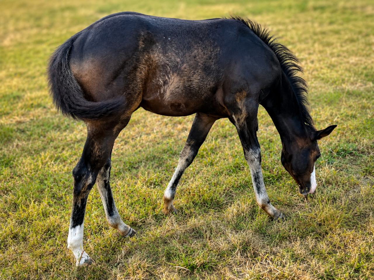 Potranca Paint Horse En venta 2026 Bayo por Classic cowboy spirit