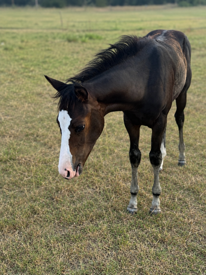 Potranca Paint Horse En venta 2026 Bayo por Classic cowboy spirit