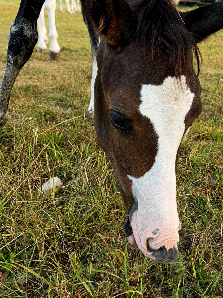 Potranca Paint Horse En venta 2026 Bayo por Classic cowboy spirit