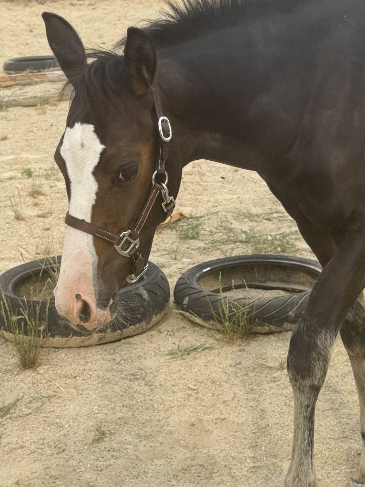 Potranca Paint Horse En venta 2026 Bayo por Classic cowboy spirit