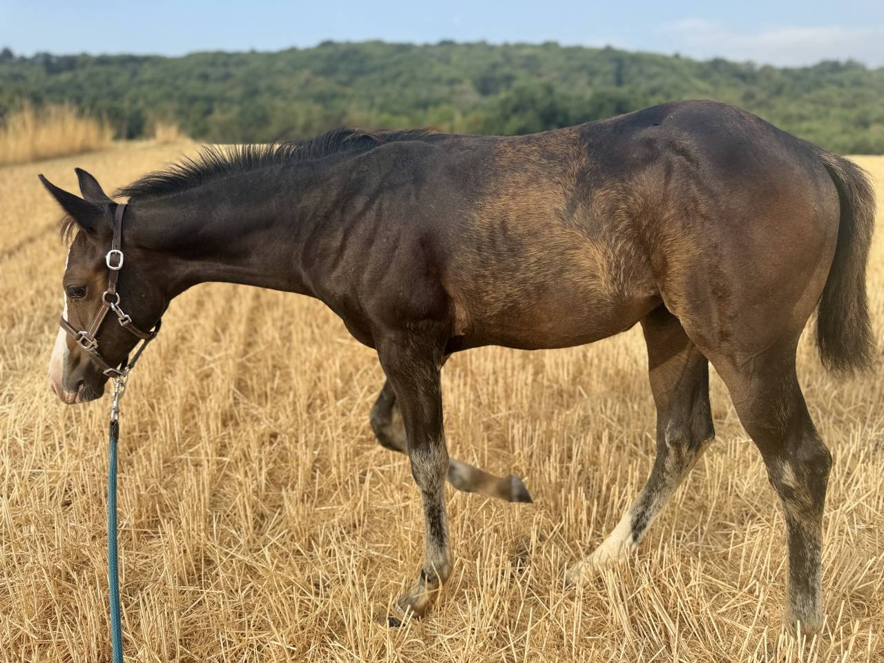 Potranca Paint Horse En venta 2026 Bayo por Classic cowboy spirit