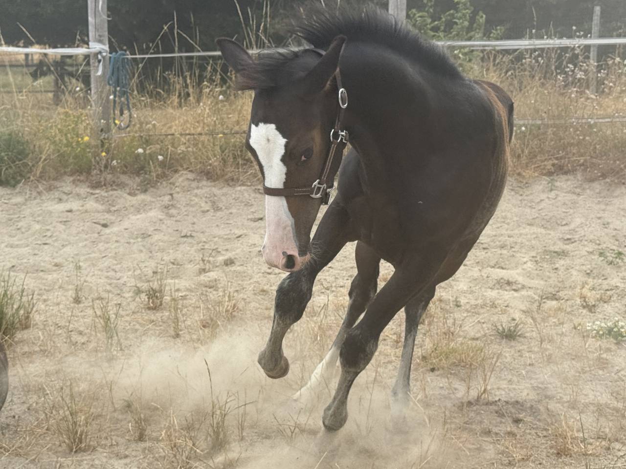 Potranca Paint Horse En venta 2026 Bayo por Classic cowboy spirit