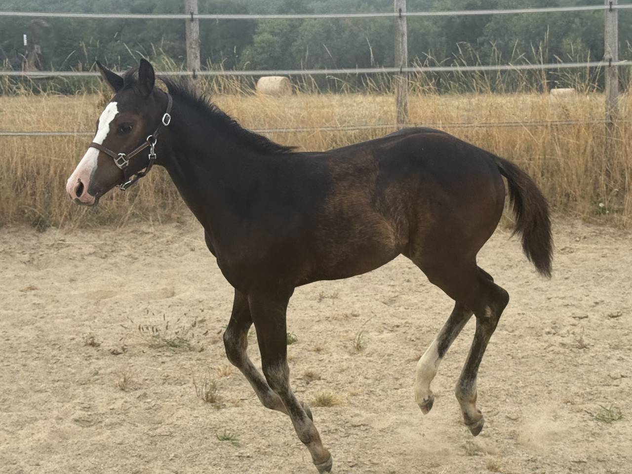 Potranca Paint Horse En venta 2026 Bayo por Classic cowboy spirit