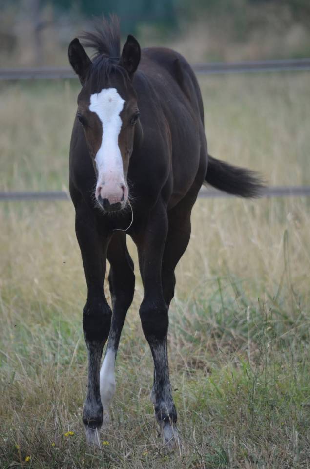 Potranca Paint Horse En venta 2026 Bayo por Classic cowboy spirit