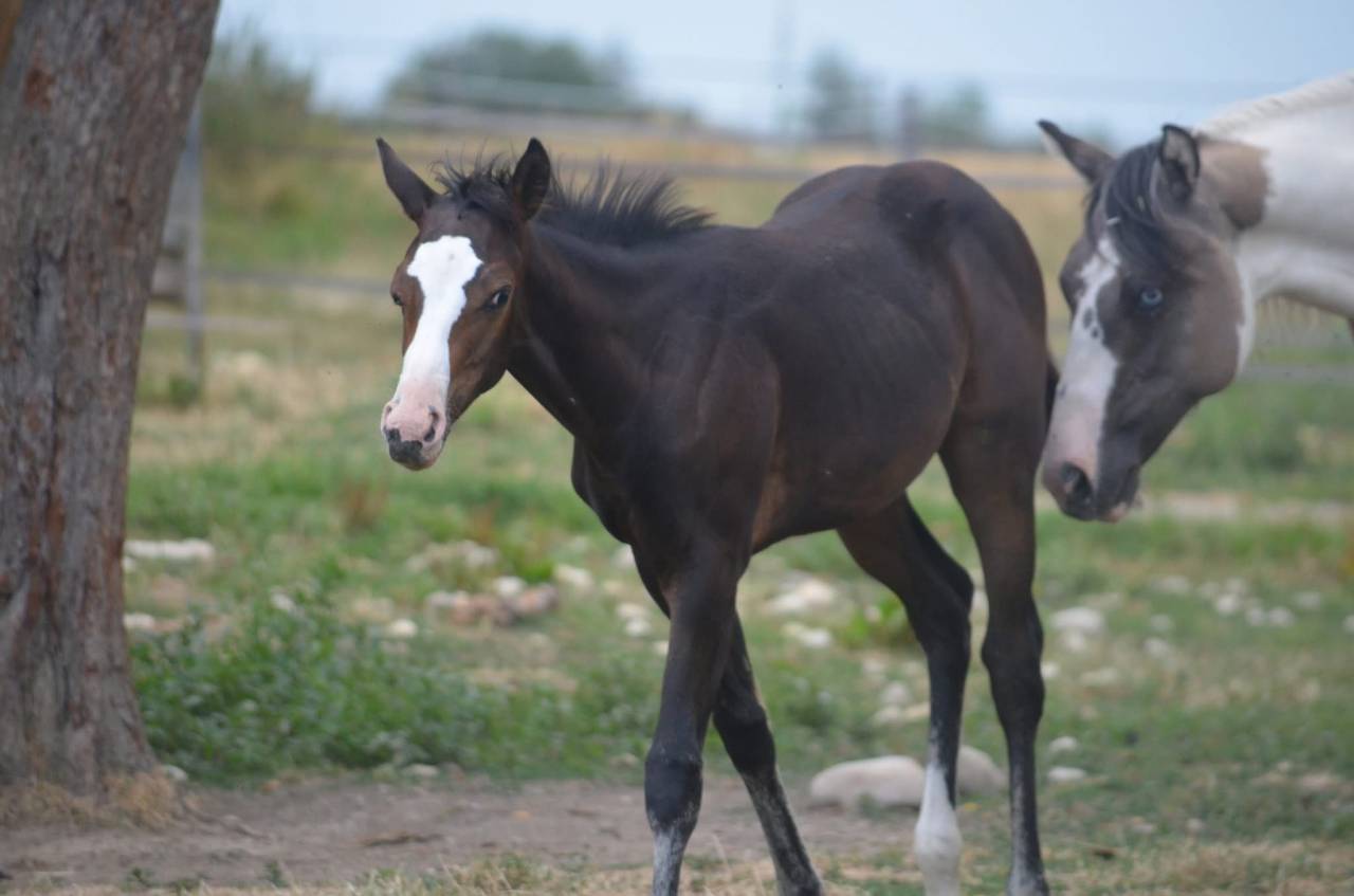 Potranca Paint Horse En venta 2026 Bayo por Classic cowboy spirit