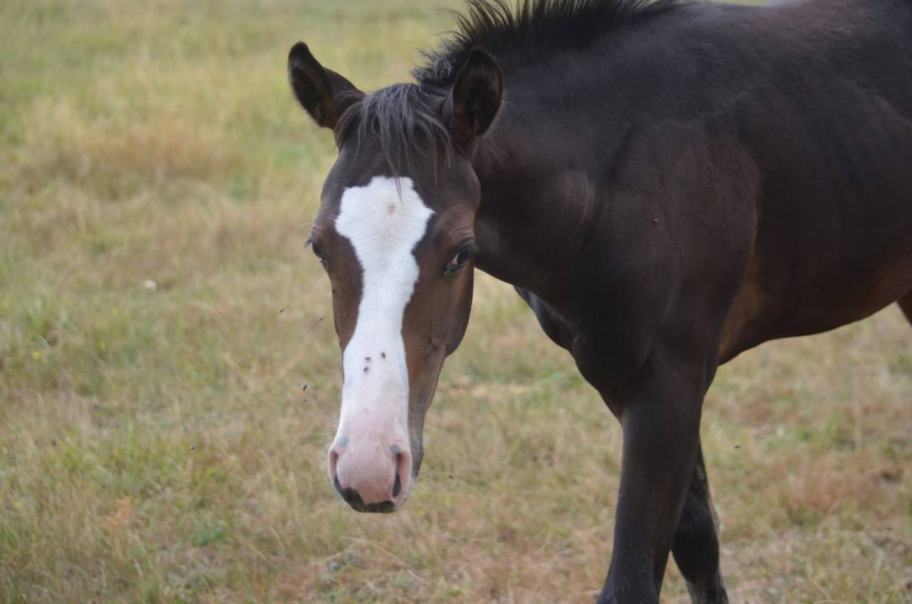 Potranca Paint Horse En venta 2026 Bayo por Classic cowboy spirit