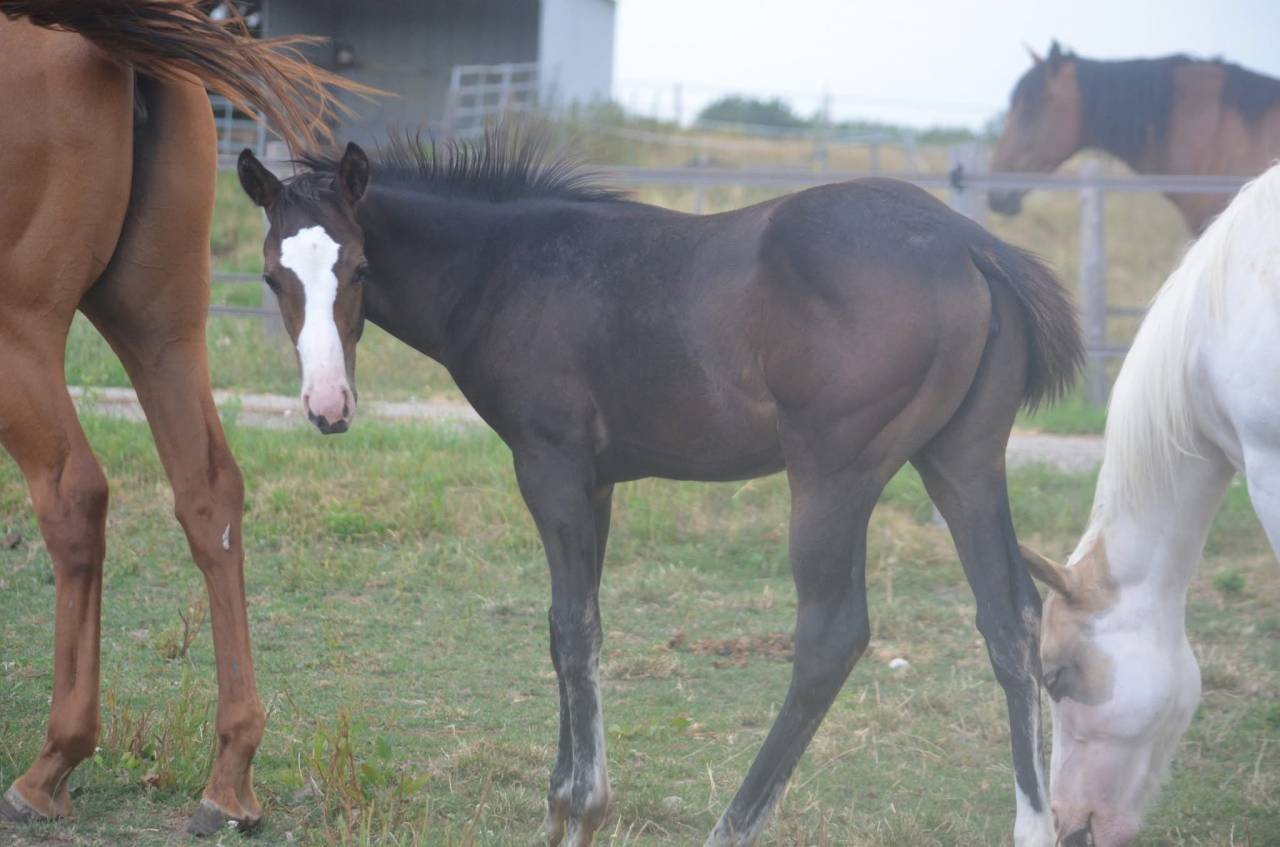 Potranca Paint Horse En venta 2026 Bayo por Classic cowboy spirit