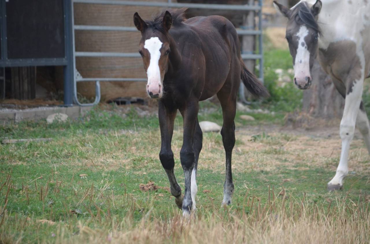 Potranca Paint Horse En venta 2026 Bayo por Classic cowboy spirit