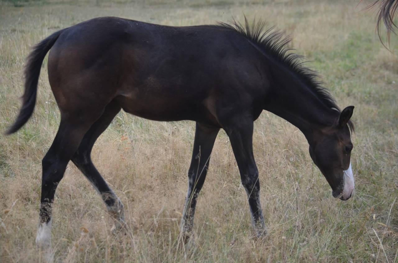 Potranca Paint Horse En venta 2026 Bayo por Classic cowboy spirit
