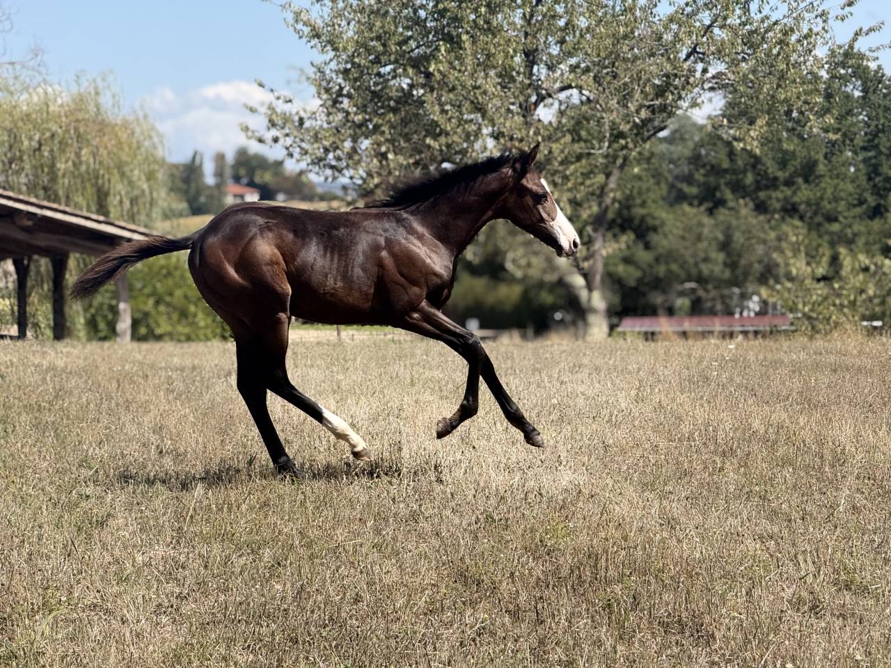 Potranca Paint Horse En venta 2026 Bayo por Classic cowboy spirit