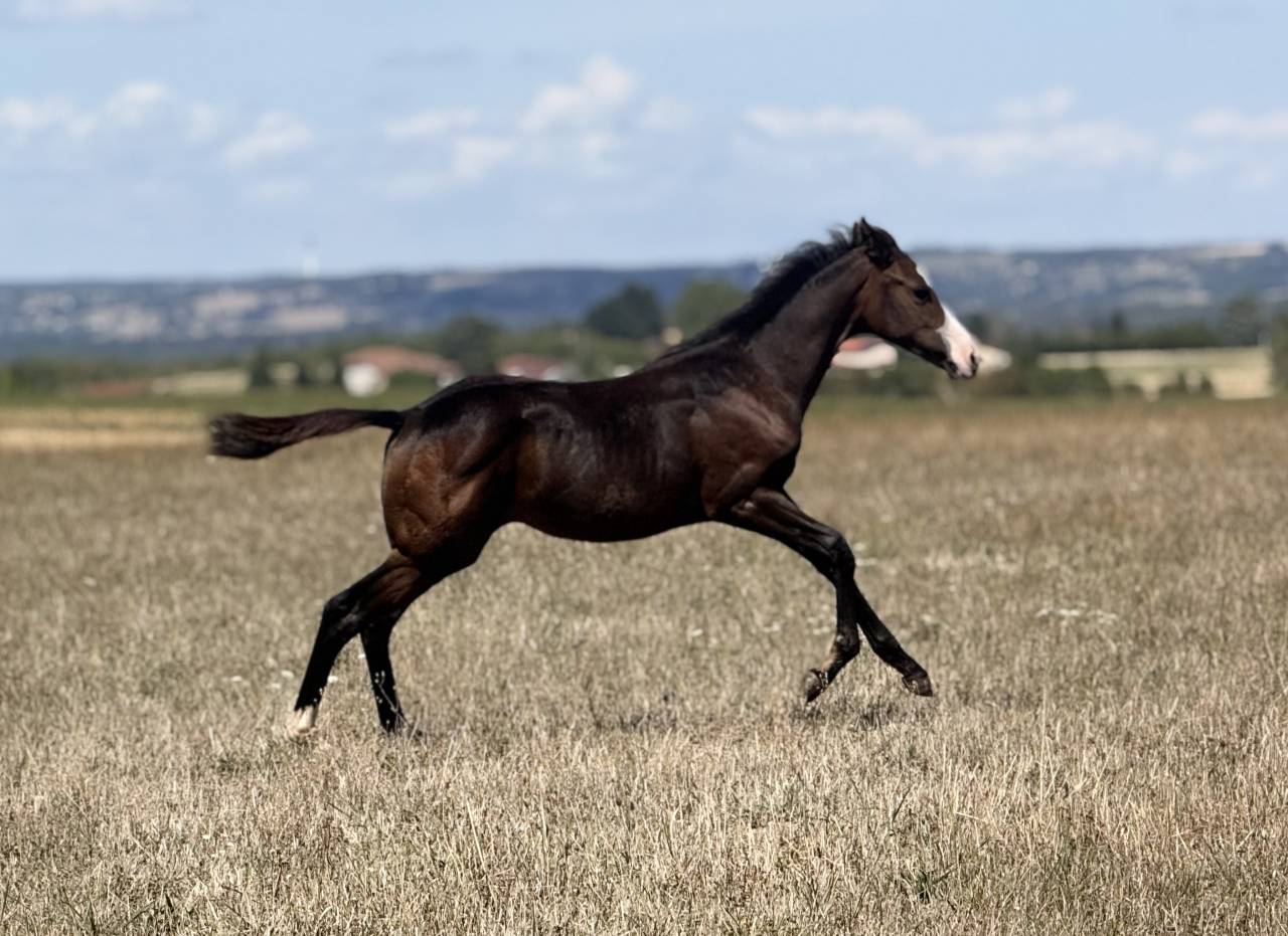 Potranca Paint Horse En venta 2026 Bayo por Classic cowboy spirit