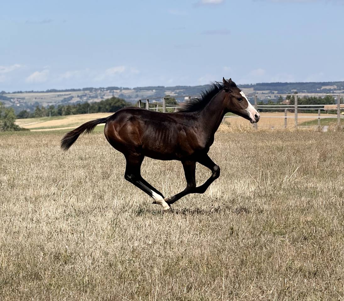 Potranca Paint Horse En venta 2026 Bayo por Classic cowboy spirit