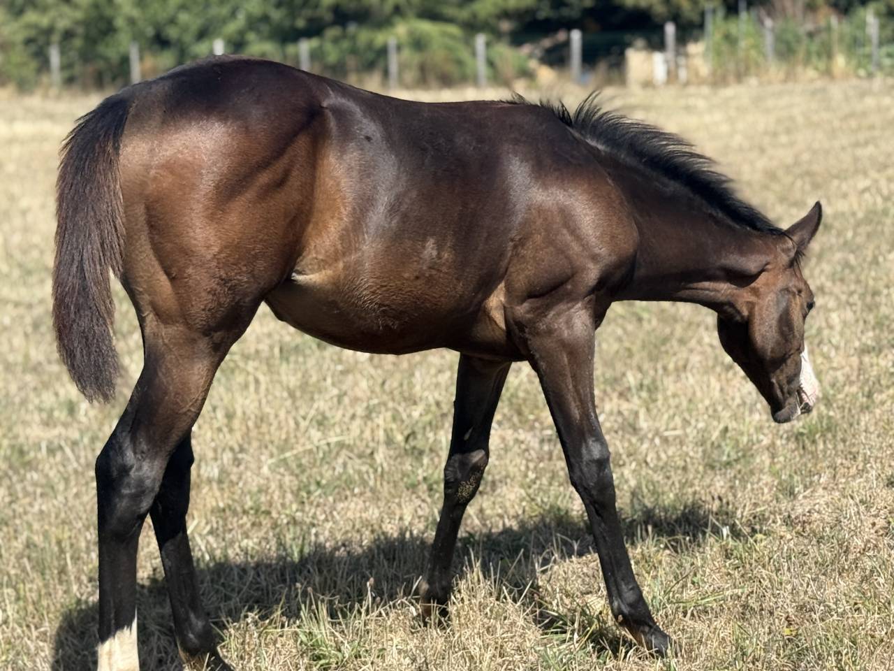 Potranca Paint Horse En venta 2026 Bayo por Classic cowboy spirit