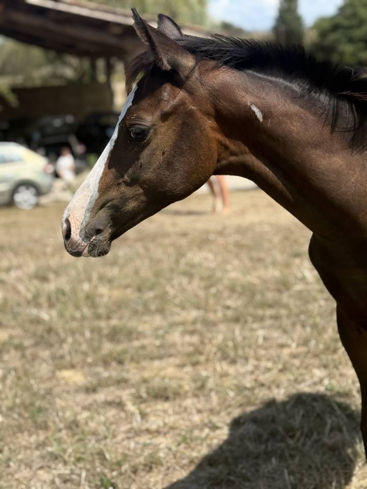 Potranca Paint Horse En venta 2026 Bayo por Classic cowboy spirit