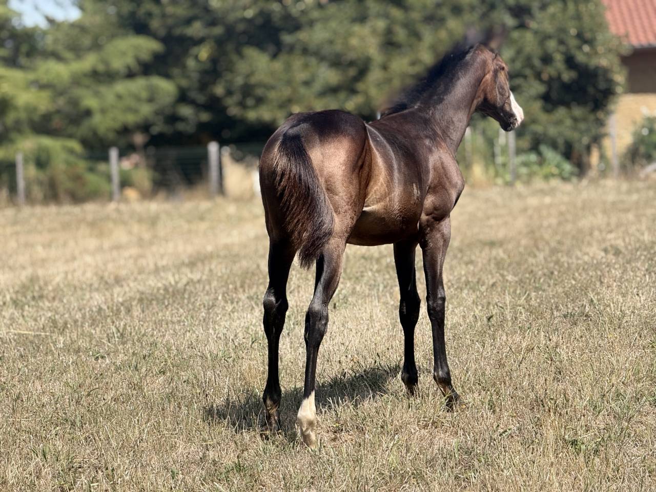 Potranca Paint Horse En venta 2026 Bayo por Classic cowboy spirit