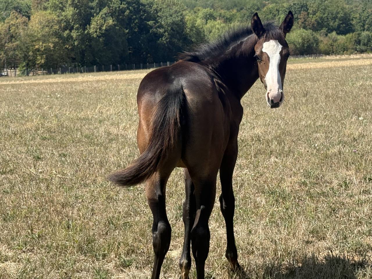 Potranca Paint Horse En venta 2026 Bayo por Classic cowboy spirit