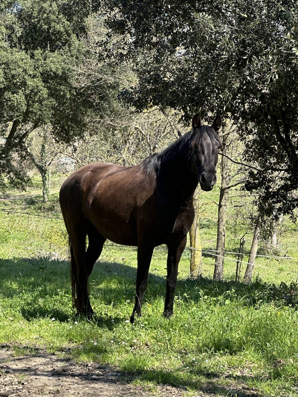 Yegua PRE x &Aacute;rabe de 5 a&ntilde;os &ndash; 160 cm &ndash; Con pasaporte