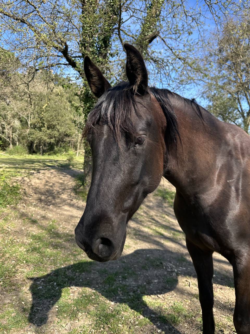 Yegua PRE x &Aacute;rabe de 5 a&ntilde;os &ndash; 160 cm &ndash; Con pasaporte