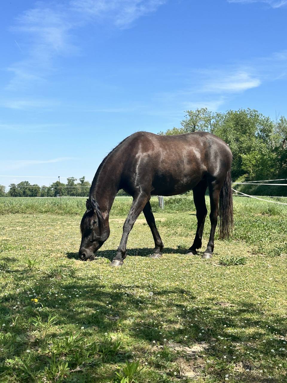 Yegua PRE x &Aacute;rabe de 5 a&ntilde;os &ndash; 160 cm &ndash; Con pasaporte
