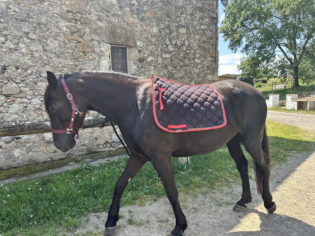Yegua PRE x &Aacute;rabe de 5 a&ntilde;os &ndash; 160 cm &ndash; Con pasaporte
