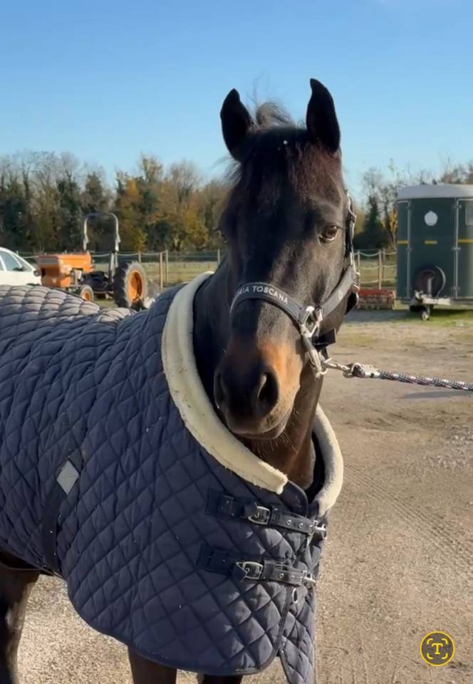 Caballo castrado PFS Poni Fran&ccedil;&eacute;s de Silla En venta 2013 Bayo moreno