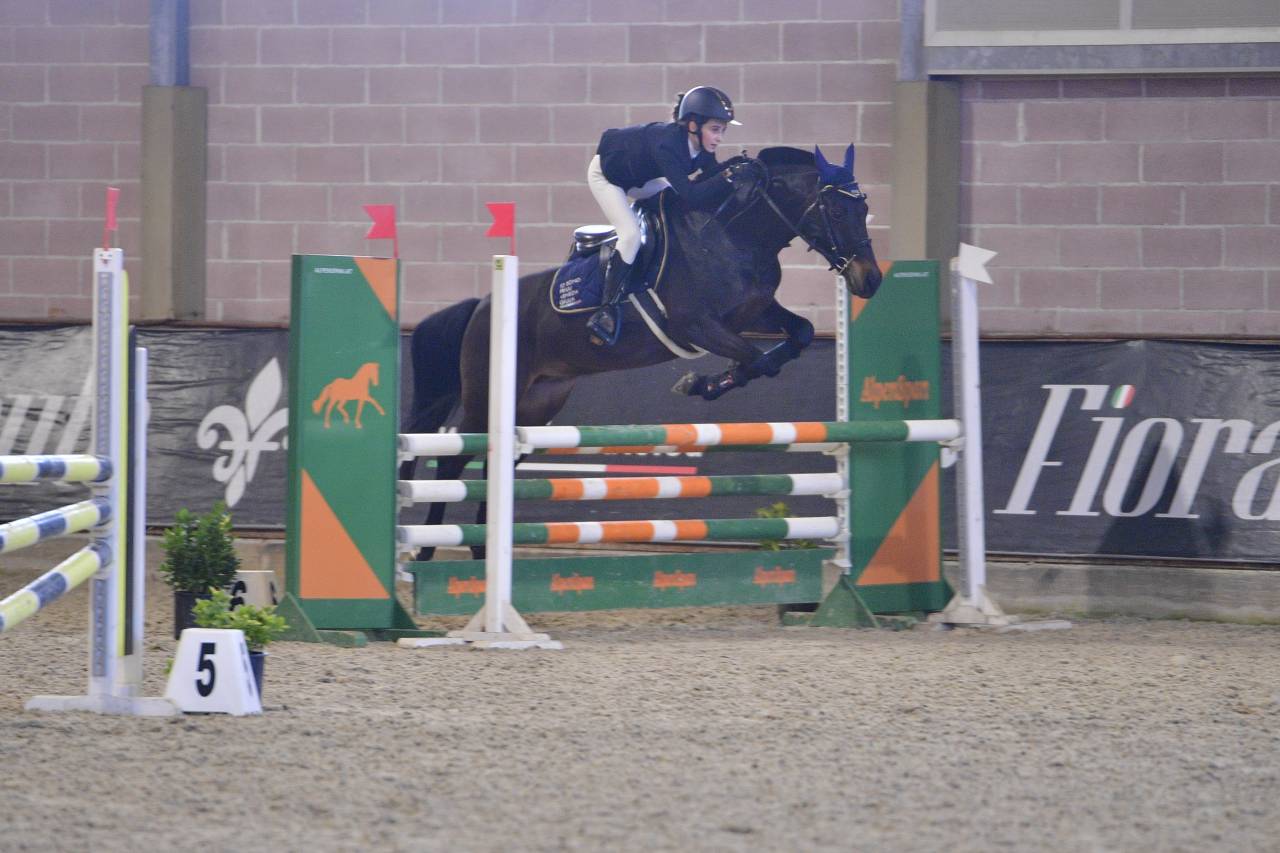 Caballo castrado PFS Poni Fran&ccedil;&eacute;s de Silla En venta 2013 Bayo moreno