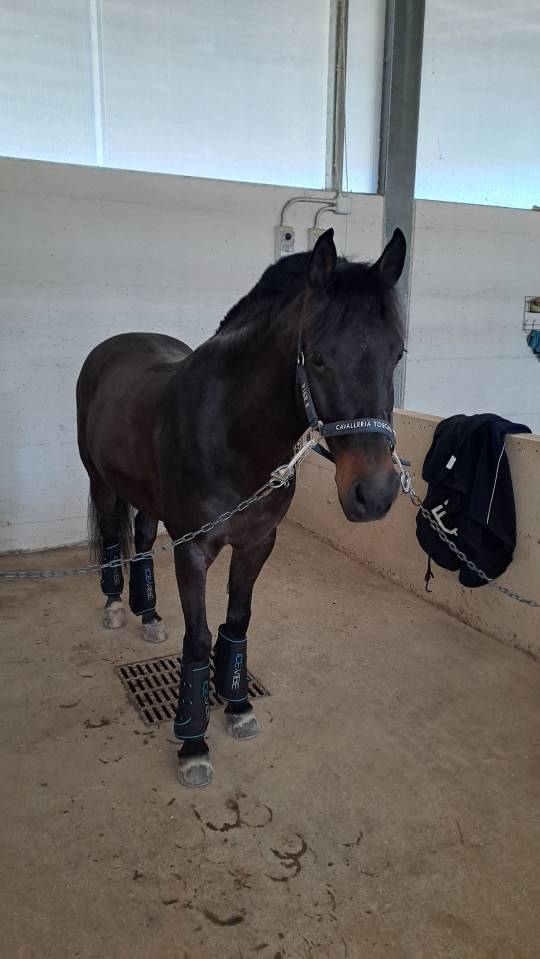 Caballo castrado PFS Poni Fran&ccedil;&eacute;s de Silla En venta 2013 Bayo moreno