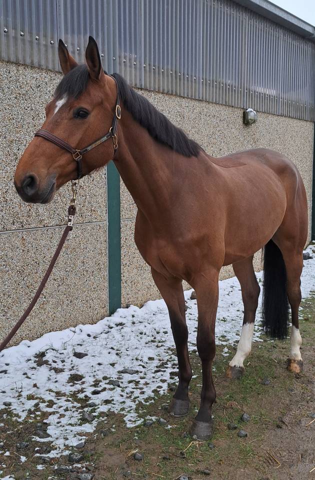 Caballo castrado sBs Caballo de Deporte Belga En venta 2020 Alaz&aacute;n por Ducati van schuttershof