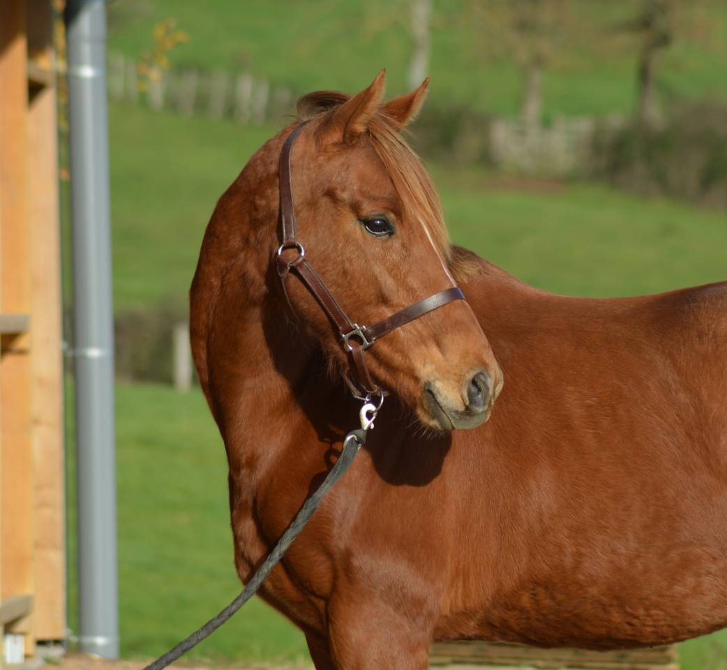 Yegua Pura Sangre Ingl&eacute;s En venta 2021 Alaz&aacute;n