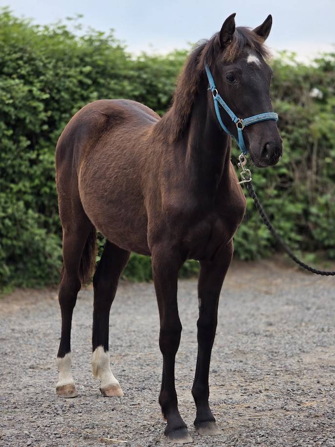 Potranca Origine Constat&eacute;e En venta 2025 Bayo moreno